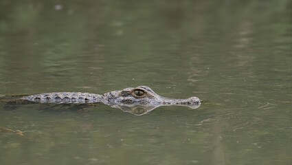 Fototapeta premium Solitary crocodile in shallow mangrove waters eyes peeking above surface waiting for prey