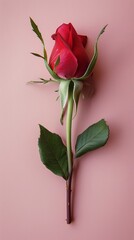 Obraz premium red roses.