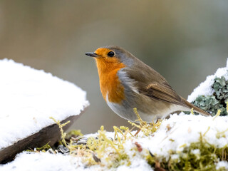 Rotkehlchen (Erithacus rubecula) 