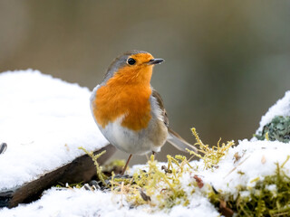Rotkehlchen (Erithacus rubecula) 