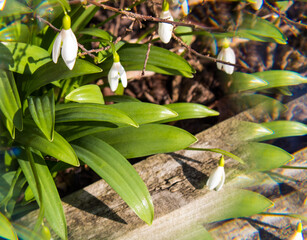 white lily of the valley with green leaves through a prism