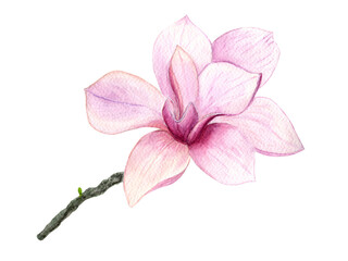 Watercolor magnolia flowers. Spring or summer decoration floral botanical illustrations. Watercolor isolated. Perfect for invitation, wedding or greeting cards.