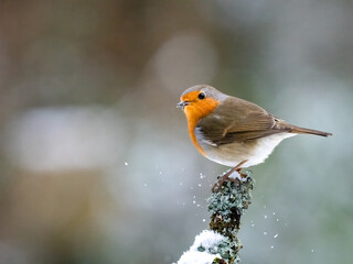 Rotkehlchen (Erithacus rubecula) 
