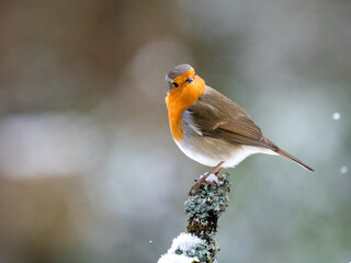 Rotkehlchen (Erithacus rubecula) 