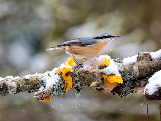Kleiber (Sitta europaea) 