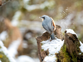 Kleiber (Sitta europaea) 