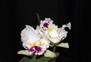 Blooming colorful orchid flowers