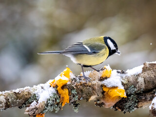 Kohlmeise (Parus major)    