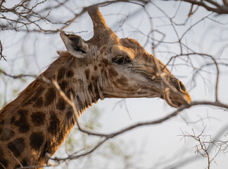 Afrikanische Tiere Giraffe im Busch vom Krüger National Park - Kruger Nationalpark Südafrika