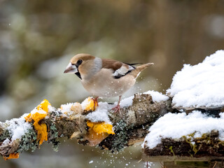 Kernbeißer (Coccothraustes coccothraustes)   