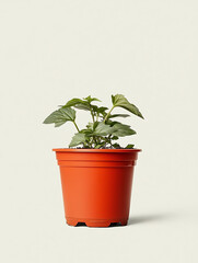 Obraz premium Small green plant with broad leaves in a simple terracotta-colored plastic pot against a neutral background.