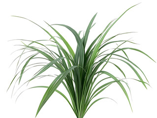 Fototapeta premium Lush bunch of slender green grass blades arching upwards against a stark white background.