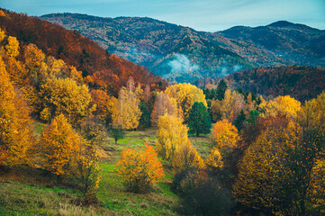 Fototapeta premium Colorful autumn landscape. Orange, red and yellow trees in the middle of Fall near by meadow by Carpathian Forest