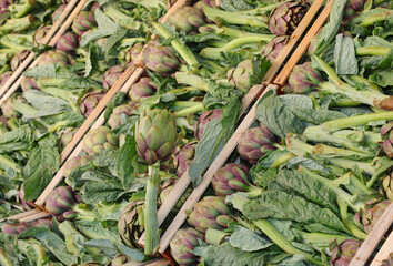 Crates full of ripe green artichokes for sale at the farmers market freshly picked from the farm