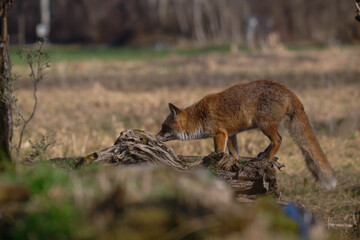 black backed jackal