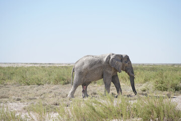 Fototapeta premium Bull elephant caked in mud strides through the plains of Etosha National Park, Namibia