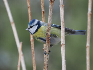 Eurasian Blue Tit (Cyanistes caeruleus)