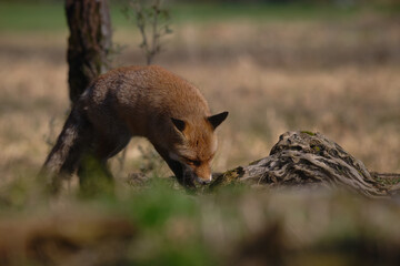 Uccellini e passeri in volo ,poiana picchio verde