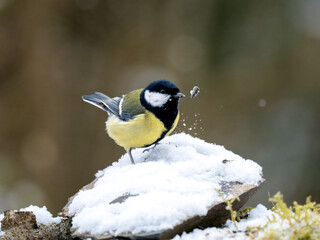 Kohlmeise (Parus major)  