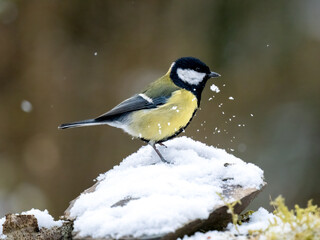 Kohlmeise (Parus major)  
