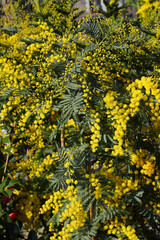 Obraz premium backdrop of many yellow mimosa flowers symbol of International Women s Day