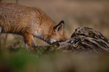 Uccellini e passeri in volo ,poiana picchio verde