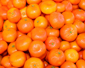 Background of ripe tangerines freshly picked from the citrus grove ready for sale