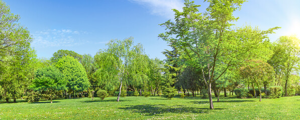 summer park trees and green grass on lawn panorama