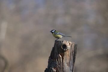 Uccellini e passeri in volo ,poiana picchio verde
