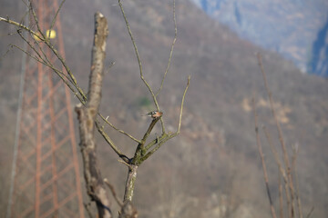 Uccellini e passeri in volo ,poiana picchio verde