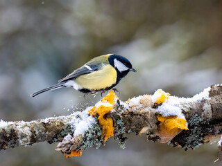 Kohlmeise (Parus major)  