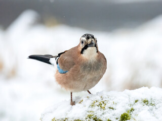 Eichelhäher (Garrulus glandarius)     