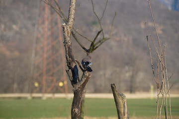 Uccellini e passeri in volo ,poiana picchio verde