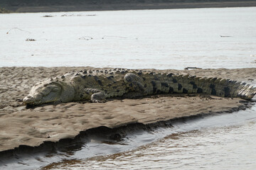 Jaco, Costa Rica - November 21, 2024 - american crocodile, Crocodilus acutus, in the banks of Tarcoles river, in Puntarenas province