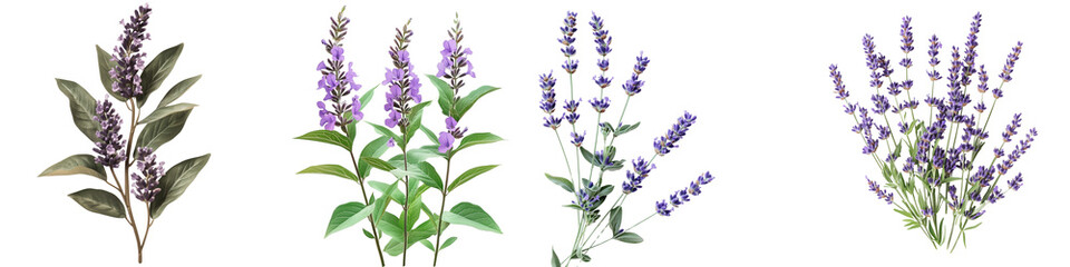 Naklejka premium set of a Lavender flowers and leaves isolated on a transparent background