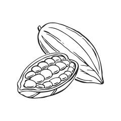 Illustration of cocoa beans, pods and leaves. Sketch, monochrome black and white illustration