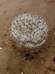 This is a picture of a stranded Diodon holocanthus at the beach.