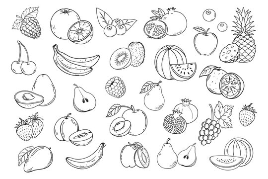 Sketch fruits and berries icons set. Collection of hand drawn farm product for restaurant menu, market label. Mango, blueberry, pineapple, apple and etc