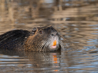 Nutria (Myocastor coypus)