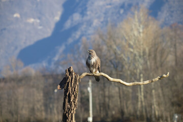 Uccellini e passeri in volo ,poiana picchio verde