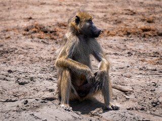 A deeply relaxed bear baboon (Papio ursinus) sitting at a waterhole in Hwange National Park