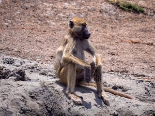 A deeply relaxed bear baboon (Papio ursinus) sitting at a waterhole in Hwange National Park