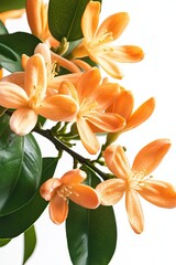 Fototapeta premium Orange tree flowers bunch closeup isolated on white