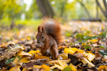 squirrel in the park