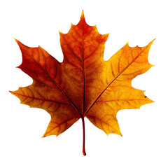 Obraz premium autumn maple leaf Isolated on a transparent background, Generative Ai