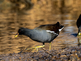 Teichhuhn (Gallinula chloropus)
