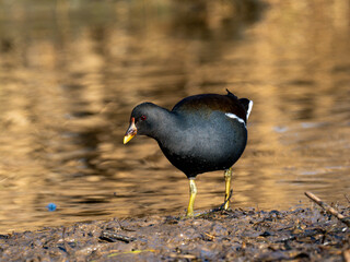 Teichhuhn (Gallinula chloropus)