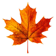 Obraz premium autumn maple leaf Isolated on a transparent background, Generative Ai