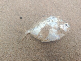 I took a picture of a stranded fish at the beach.