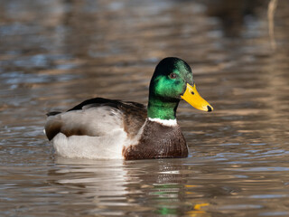 Stockente (Anas platyrhynchos)